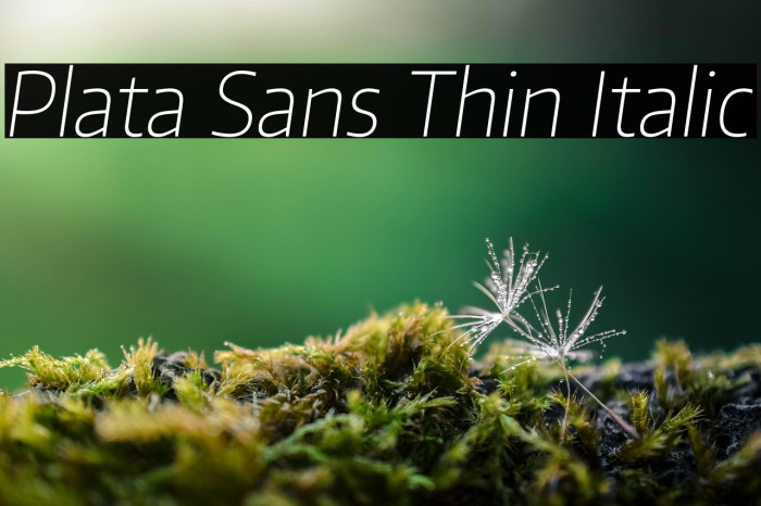 Plata Sans Thin Italic Example 1