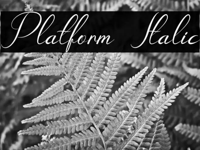 Platform Italic Font examples
