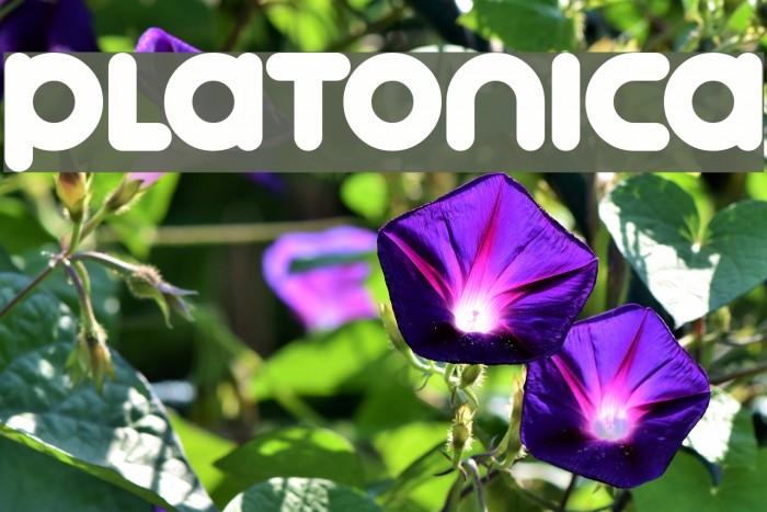 Platonica Font examples