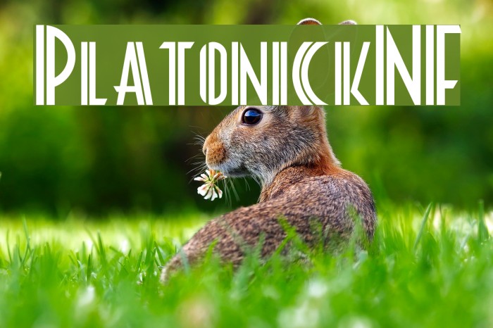 PlatonickNF Example 3