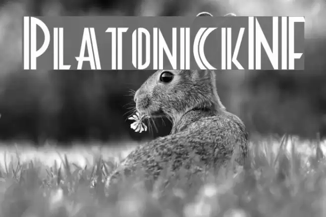 PlatonickNF Font examples