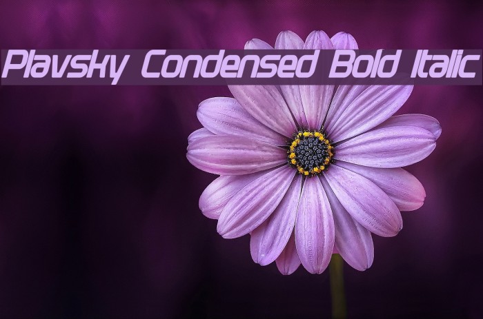 Plavsky Condensed Bold Italic Font examples