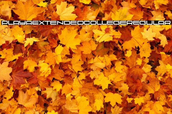 Playa Extended College Regular Example 1
