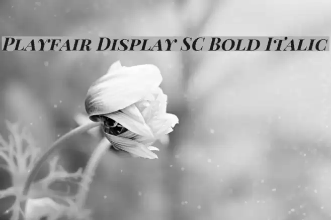 Playfair Display SC Bold Italic フォント examples