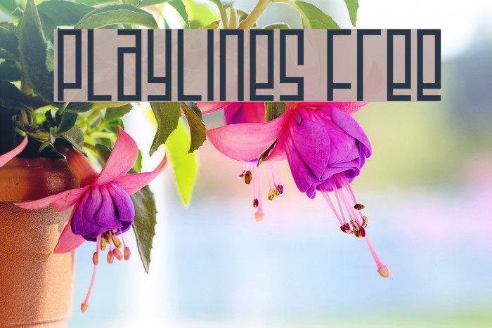 Playlines Free Font examples