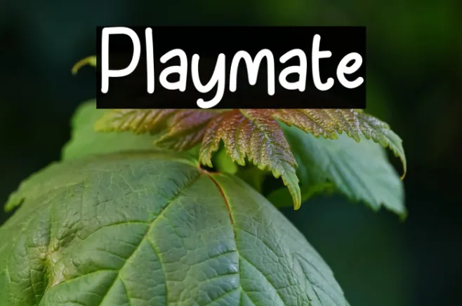 Playmate Example 3