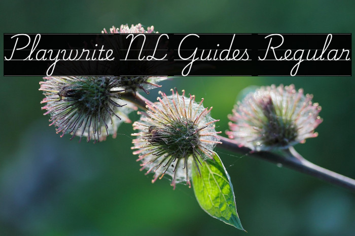 Playwrite NL Guides Regular Caratteri examples