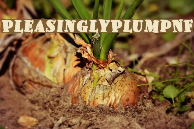 PleasinglyPlumpNF Example 3