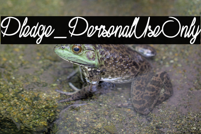 Pledge_PersonalUseOnly Example 2