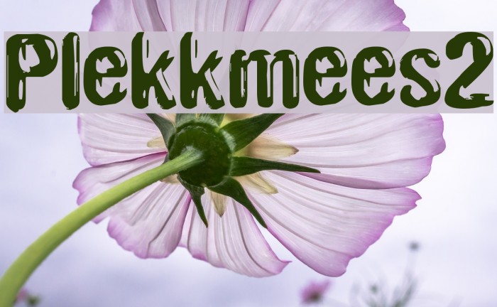Plekkmees2 Font examples