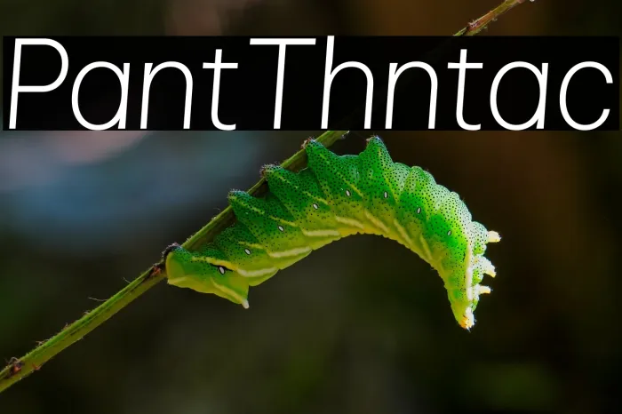 Pliant Thin Italic Example 1