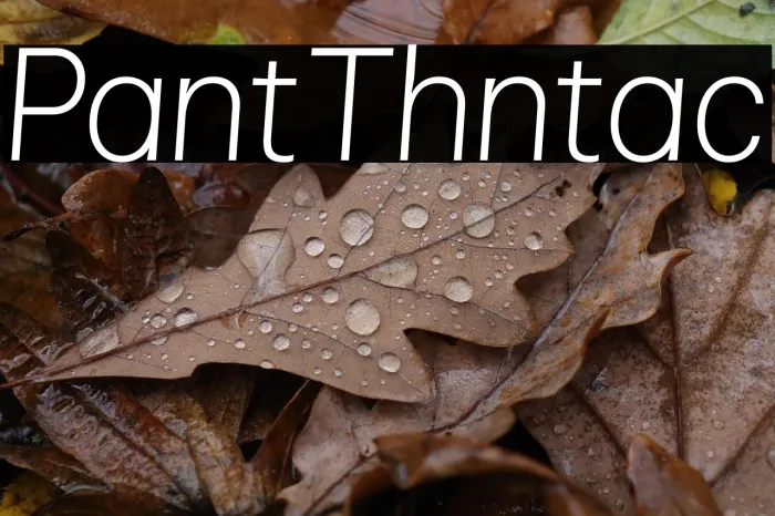 Pliant Thin Italic Example 3