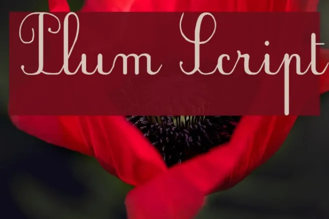 Plum Script Example 3