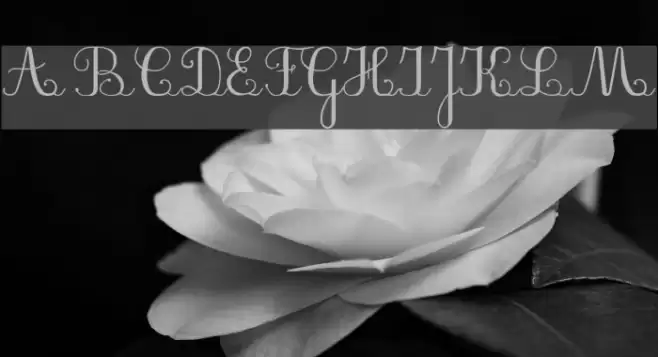 PlumBDL Font examples