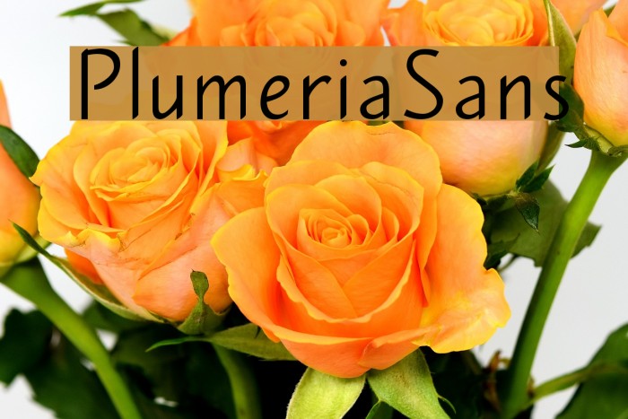 PlumeriaSans Font examples