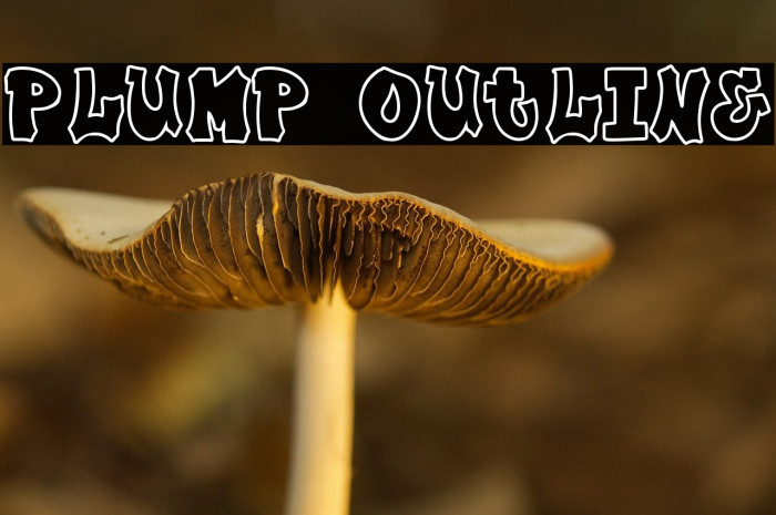 Plump Outline Example 1