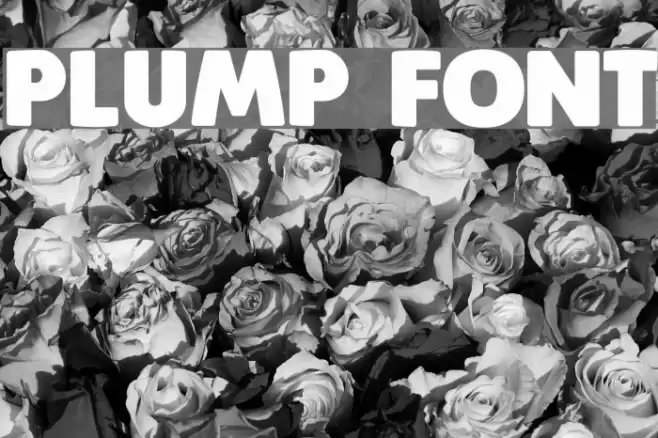 Plump Font examples