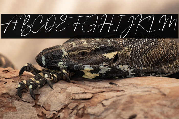 PlumroseSignature-Regular Example 1