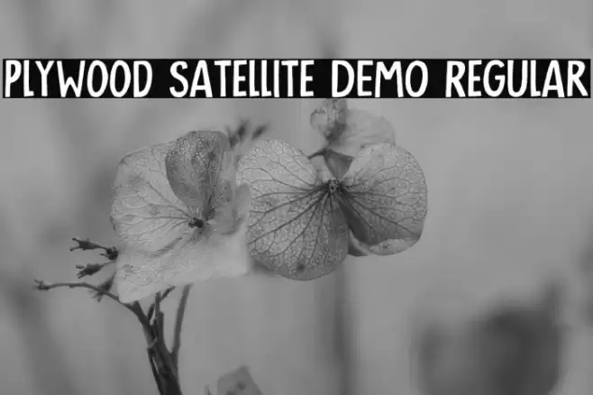 Plywood Satellite DEMO Regular Caratteri examples