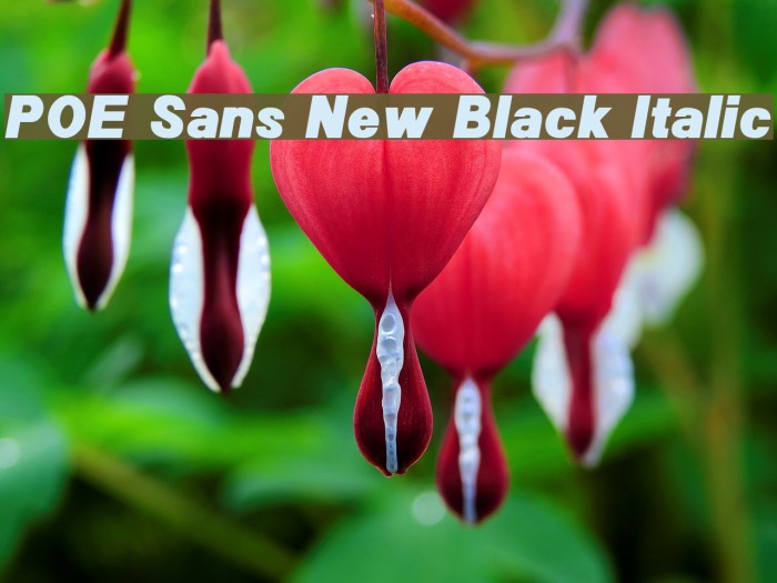 POE Sans New Black Italic Font examples