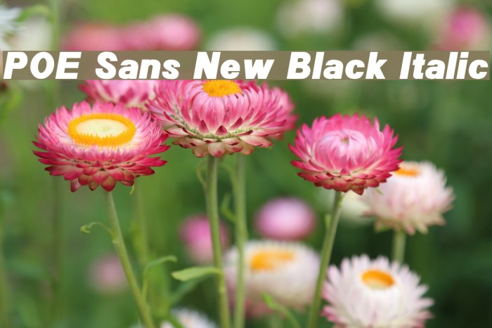 POE Sans New Black Italic Font examples