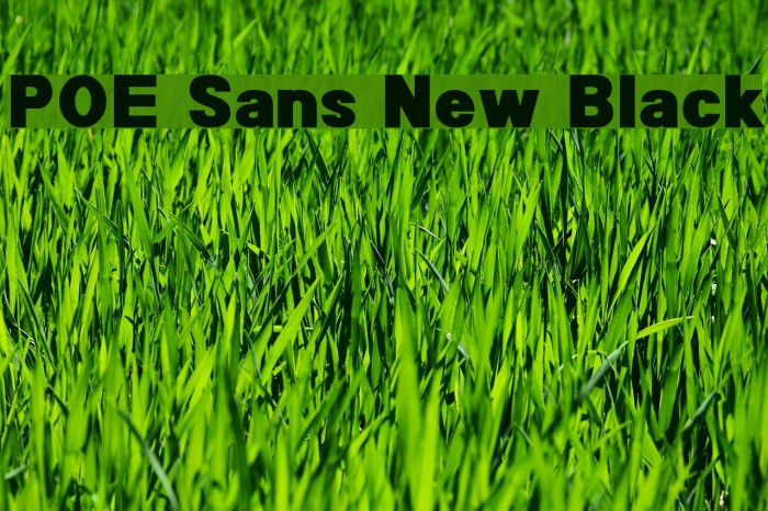 POE Sans New Black Font examples