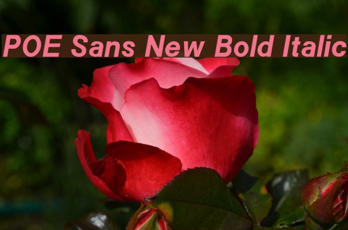 POE Sans New Bold Italic Font examples