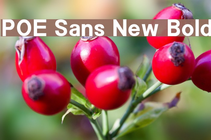 POE Sans New Bold Font examples