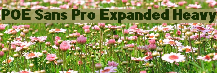POE Sans Pro Expanded Heavy Font examples