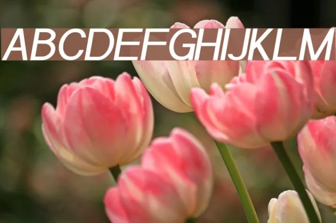 POE Sans Pro Medium Italic Example 1