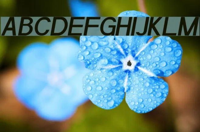 POE Sans Pro Semi-bold Italic Example 2