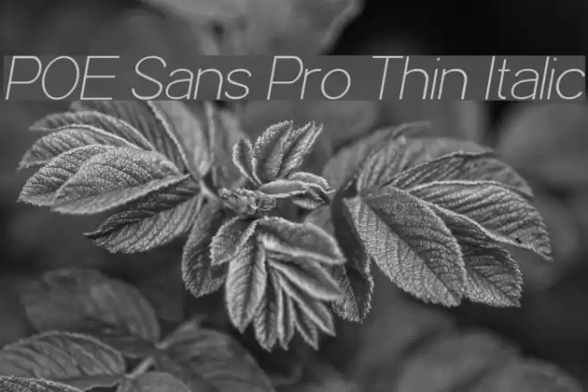 POE Sans Pro Thin Italic Font examples