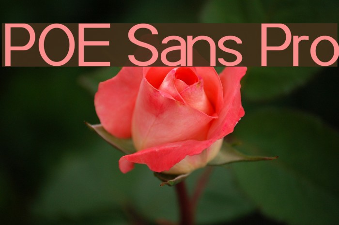 POE Sans Pro Font examples