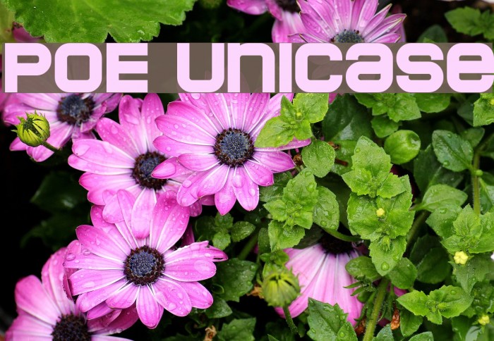 POE Unicase Font examples