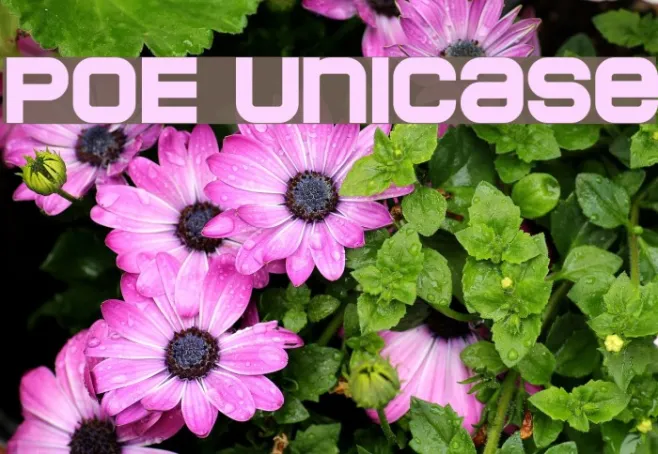 POE Unicase Example 2