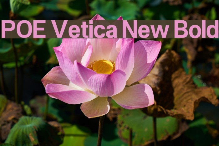 POE Vetica New Bold Font examples