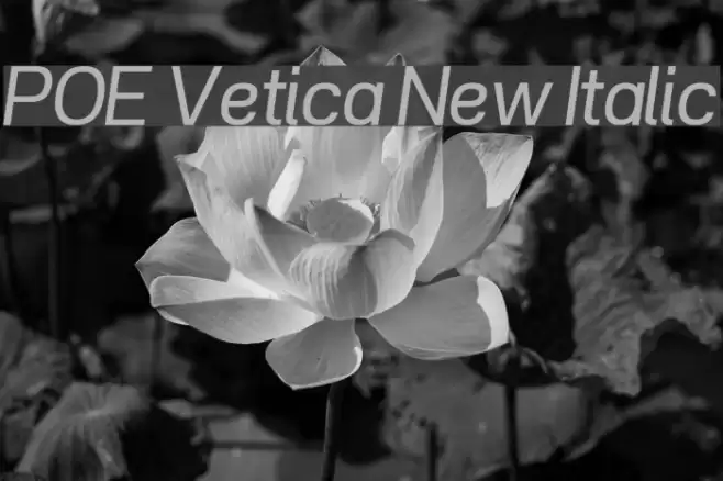 POE Vetica New Italic Font examples