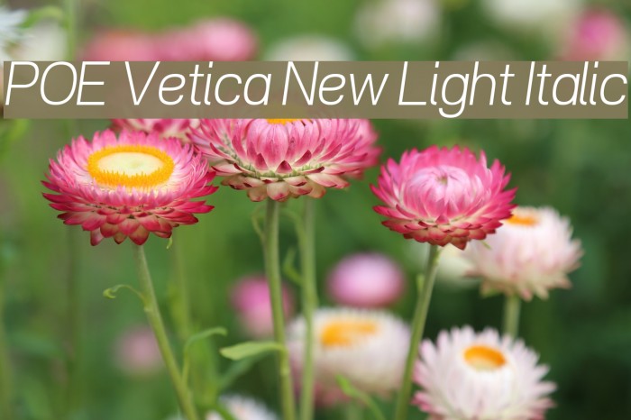 POE Vetica New Light Italic Font examples