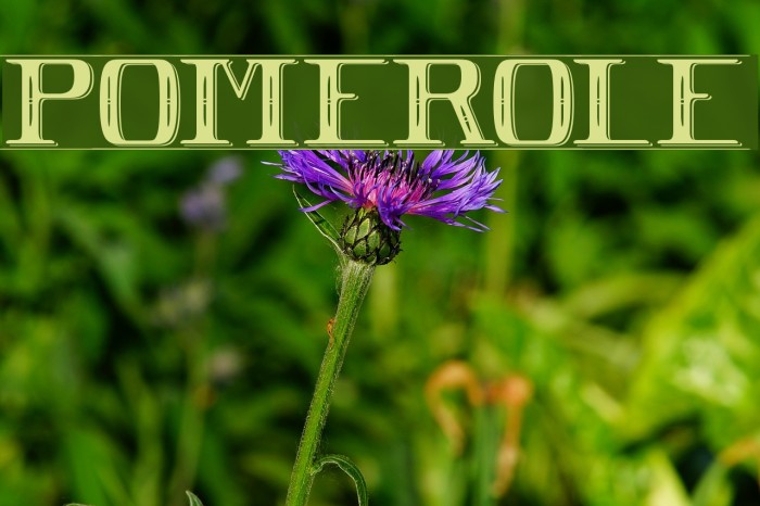 POMEROLE Font examples