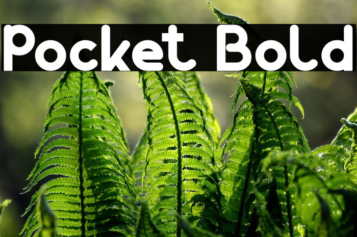 Pocket Bold Example 3