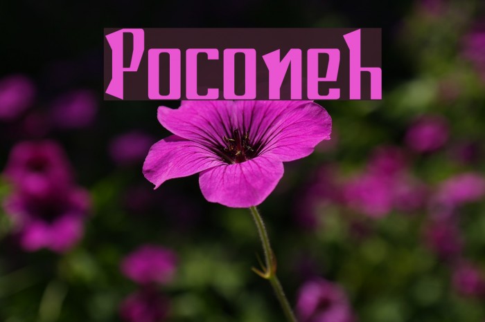Poconeh Font examples