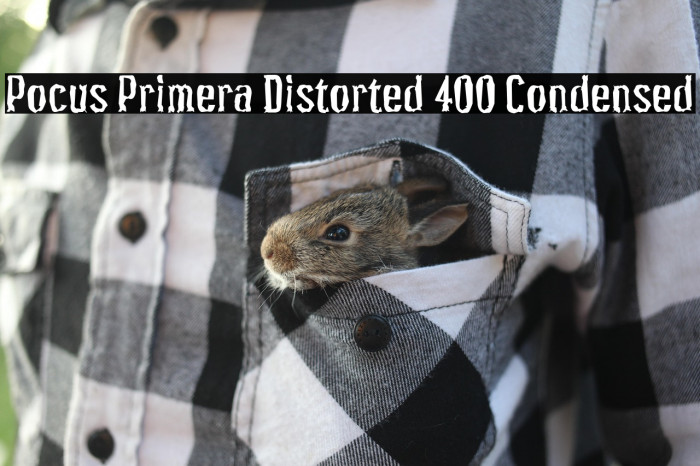Pocus Primera Distorted 400 Condensed Example 1