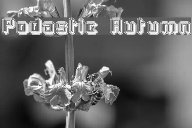 Podastic Autumn Font examples