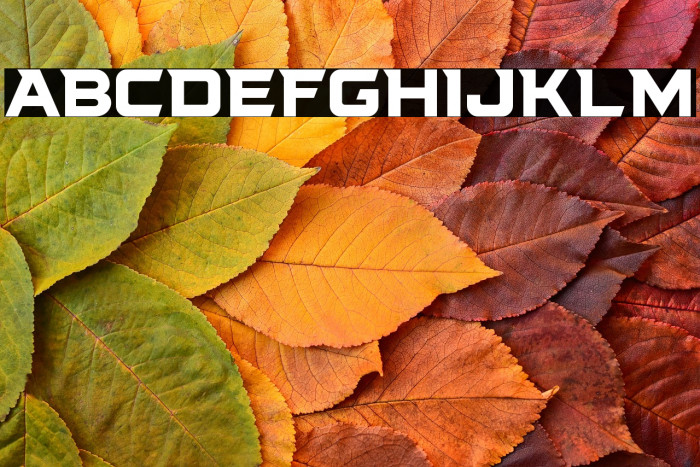 Poggers Bold Example 2