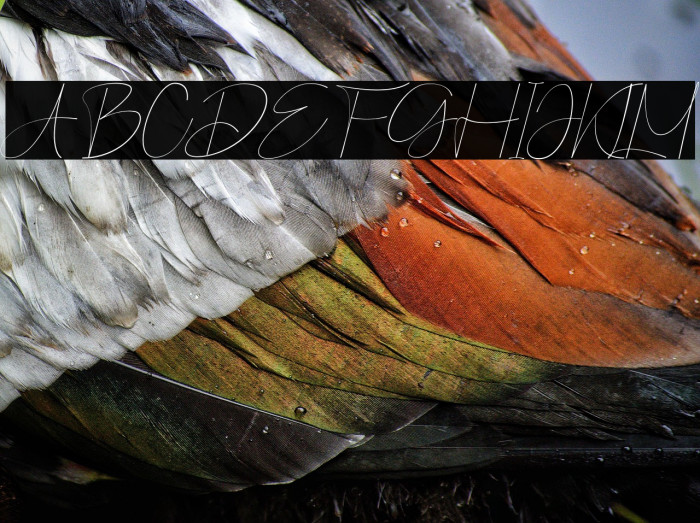 Pographic Italic Example 2