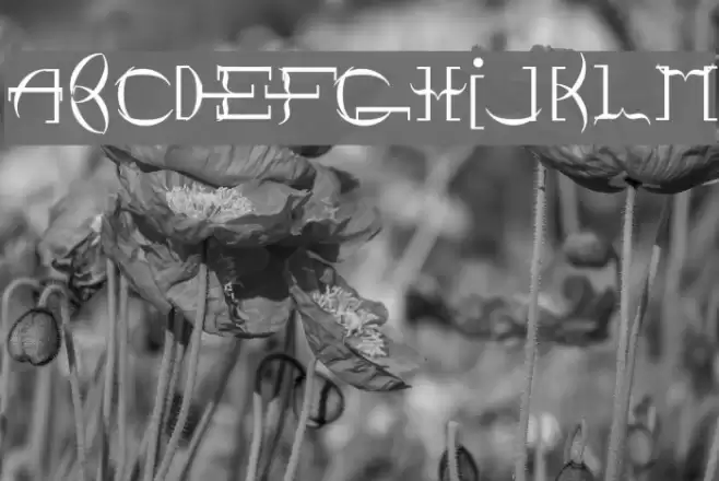 Point Brackett Font examples