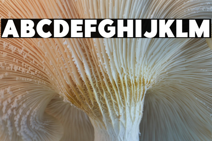 PointPantherDEMO-Bold Example 1