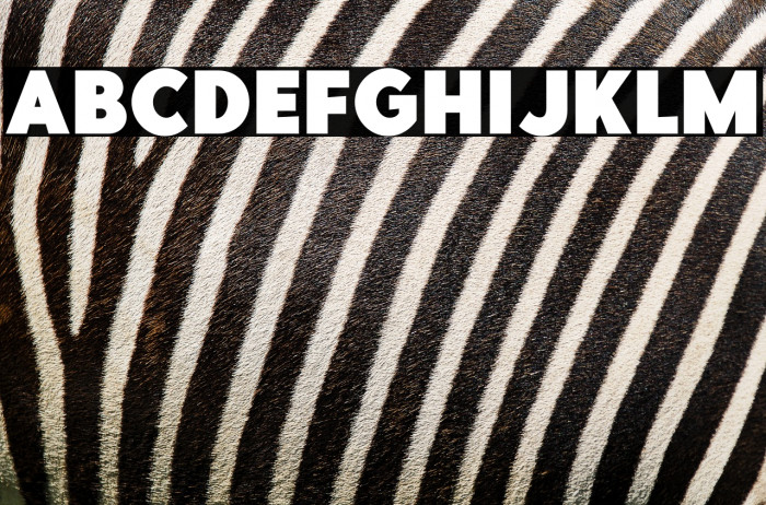 PointPantherDEMO-Bold Example 3