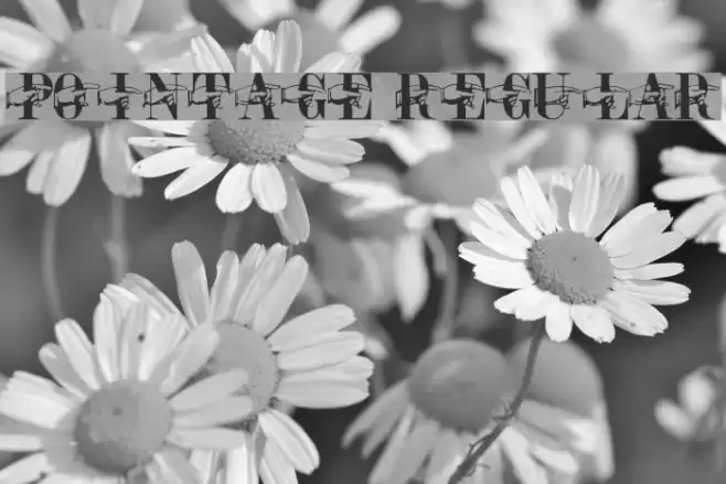Pointage Regular Font examples