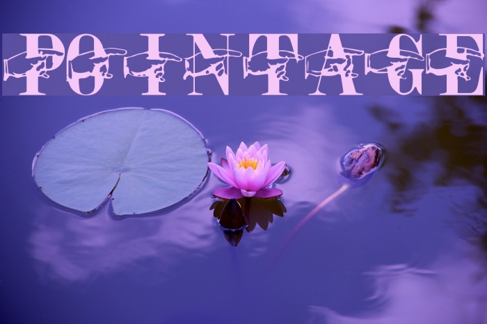 Pointage フォント examples
